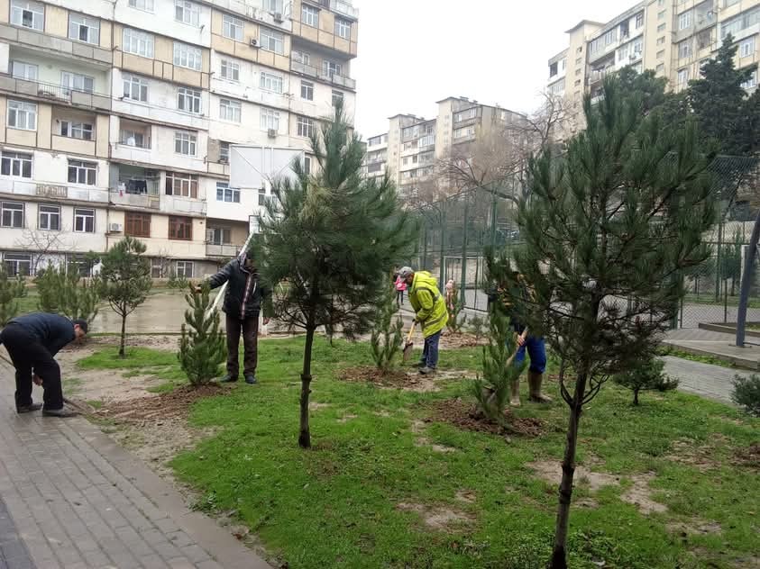Xətai rayonunda daha bir ağacəkmə aksiyası keçirildi - FOTOLAR